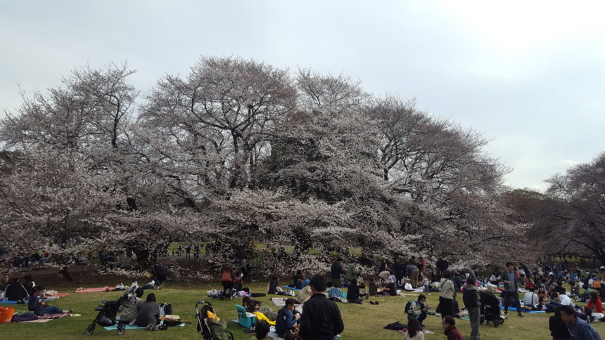 東京都世田谷区のお花見スポット 砧公園の口コミ お花見口コミ