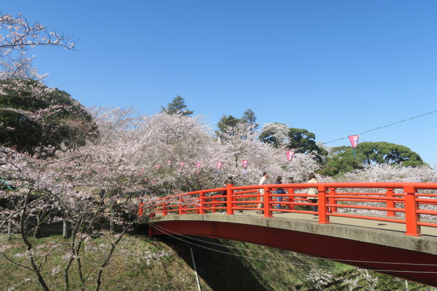 千葉県香取市のお花見スポット 小見川城山公園の口コミ お花見口コミ